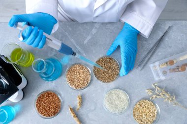 GDO konsepti. Bilim adamı, laboratuvardaki, yukarıdaki masadaki petri kabında farklı tahıl örnekleriyle çalışıyor.