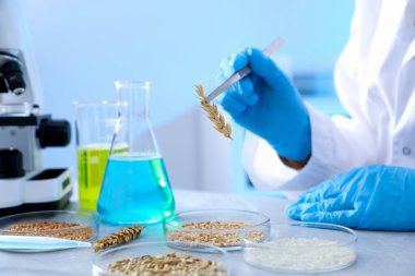 GDO konsepti. Bilimadamları laboratuardaki masada farklı tahıl örnekleriyle çalışıyorlar, yakın plan.