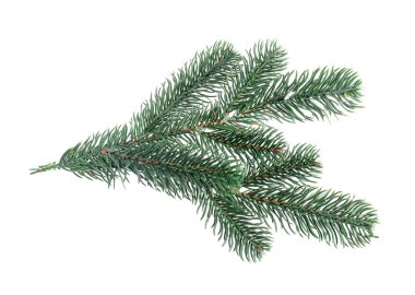 Beyaza izole edilmiş yapay köknar ağacı dalları. Noel dekoru