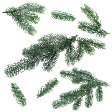 Yılbaşı ağacı dalları beyaz üzerine izole edilmiş, set