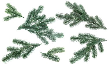 Yılbaşı ağacı dalları beyaz üzerine izole edilmiş, set