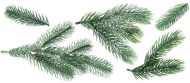 Yılbaşı ağacı dalları beyaz üzerine izole edilmiş, set