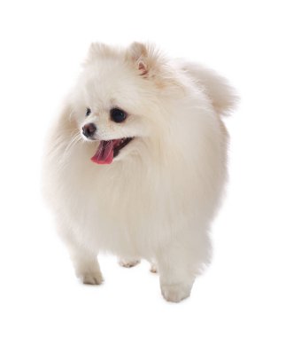 Beyaz arka planda sevimli pomeranya köpeği