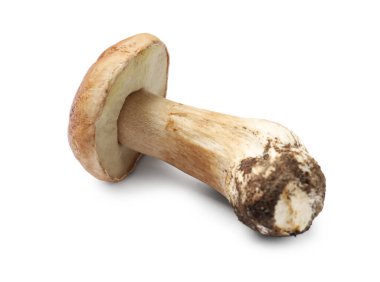 Bir taze Porcini mantarı beyaza izole edilmiş.