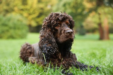 Güzel İrlanda su köpekleri parkta