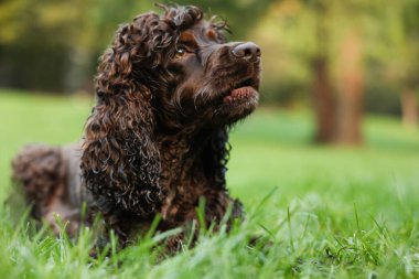 Güzel İrlanda su köpekleri parkta