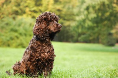 Parktaki güzel İrlanda su köpekleri. Metin için boşluk