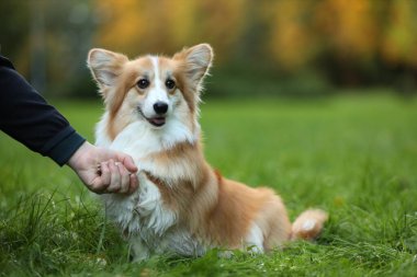 Şirin Pembroke Galli Corgi köpeği park sahibine patisini uzatıyor, yakın plan. Metin için boşluk