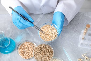 GDO konsepti. Bilim adamı, laboratuvardaki, yukarıdaki masadaki petri kabında farklı tahıl örnekleriyle çalışıyor.