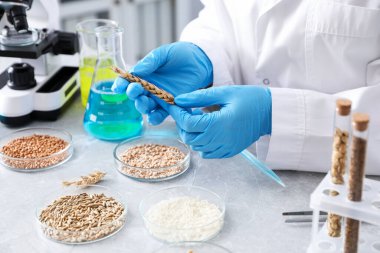 GDO konsepti. Bilimadamları laboratuardaki masada farklı tahıl örnekleriyle çalışıyorlar, yakın plan.