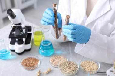 GDO konsepti. Bilimadamları, laboratuardaki deney tüplerinde ve petri kaplarında farklı tahıl örnekleriyle çalışıyorlar.