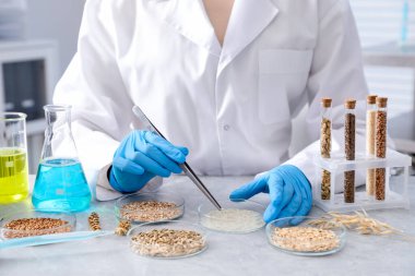 GDO konsepti. Bilimadamları laboratuardaki masada farklı tahıl örnekleriyle çalışıyorlar, yakın plan.