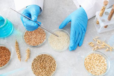 GDO konsepti. Bilim adamı, laboratuvardaki, yukarıdaki masadaki petri kabında farklı tahıl örnekleriyle çalışıyor.