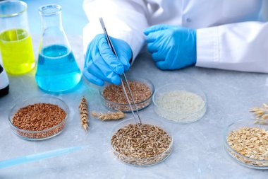 GDO konsepti. Bilimadamları laboratuardaki masada farklı tahıl örnekleriyle çalışıyorlar, yakın plan.