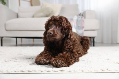 Şirin Cocker Spaniel köpeği evde yerde.