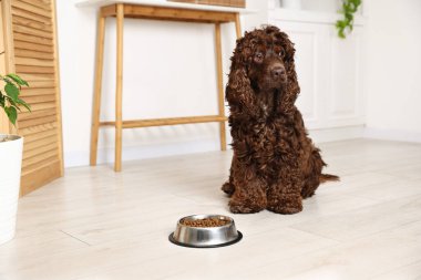 Şirin Cocker Spaniel. Evde köpek mamasıyla beslenme kabının yanında. Mesaj atmak için yer var.
