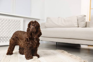 Şirin Cocker Spaniel köpeği evde, mesaj için yer var.