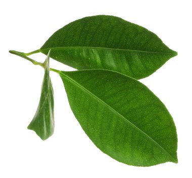 Beyazda yeşil yapraklı limon ağacı dalı