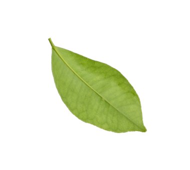 Yeşil Yaprak Limon Ağacı beyazda izole