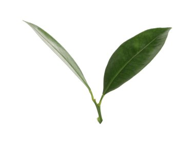 Beyazın üzerinde yeşil limon yaprakları