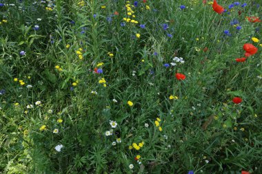 Beautiful green meadow with blooming wild flowers