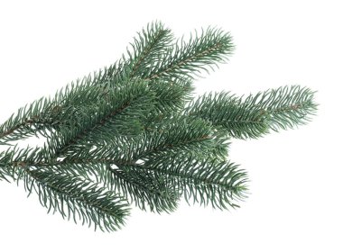 Beyaza izole edilmiş yapay köknar ağacı dalları. Noel dekoru