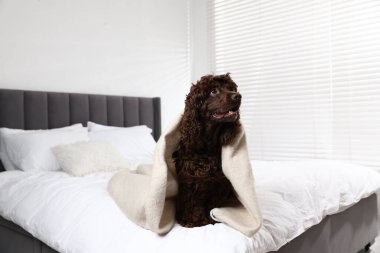 Evdeki battaniyeye sarılı şirin Cocker Spaniel köpeği.