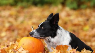 Sonbahar parkında şirin bir Border Collie köpeği ve balkabağı