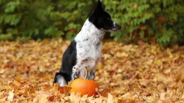 Sonbahar parkında şirin bir Border Collie köpeği ve balkabağı
