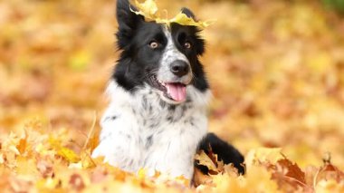 Sonbahar parkında yaprak dökülen şirin Border Collie köpeği.