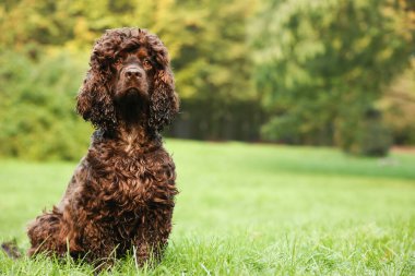 Parktaki güzel İrlanda su köpekleri. Metin için boşluk