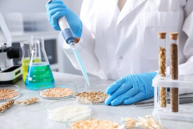 GDO konsepti. Şırıngayla çalışan bilim adamı laboratuardaki masada farklı tahıl örnekleriyle çalışıyor.