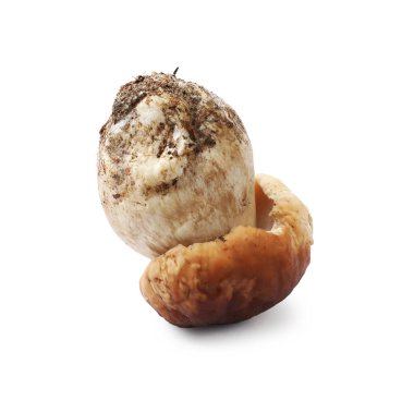 Bir taze Porcini mantarı beyaza izole edilmiş.