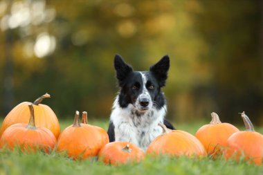 Sonbahar parkında şirin Border Collie köpekleri ve balkabakları