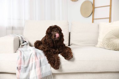 Evdeki kanepede şirin Cocker Spaniel köpeği, mesaj için yer var.