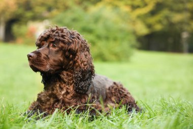 Parktaki güzel İrlanda su köpekleri. Metin için boşluk
