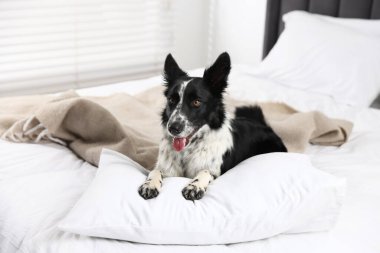 Yataktaki şirin Sınır Köpeği Collie.