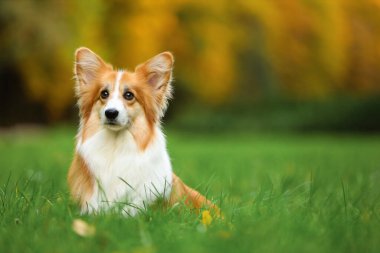 Parkta şirin Pembroke Welsh corgi sosisi. Metin için boşluk