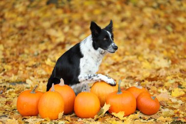 Sonbahar parkında şirin Border Collie köpekleri ve balkabakları