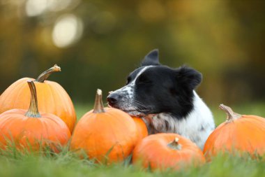 Sonbahar parkında şirin Border Collie köpekleri ve balkabakları