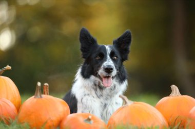 Sonbahar parkında şirin Border Collie köpekleri ve balkabakları