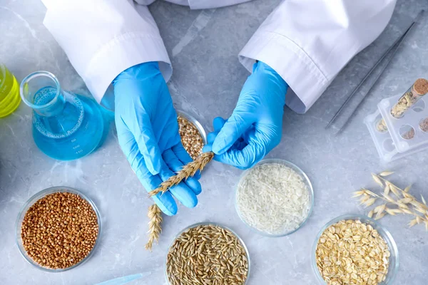 GDO konsepti. Bilim adamı, laboratuvardaki, yukarıdaki masadaki petri kabında farklı tahıl örnekleriyle çalışıyor.