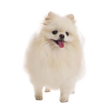 Beyaz arka planda sevimli pomeranya köpeği