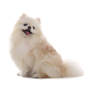 Beyaz arka planda sevimli pomeranya köpeği