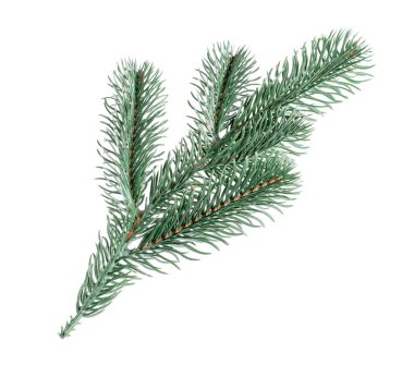 Beyaza izole edilmiş yapay köknar ağacı dalları. Noel dekoru