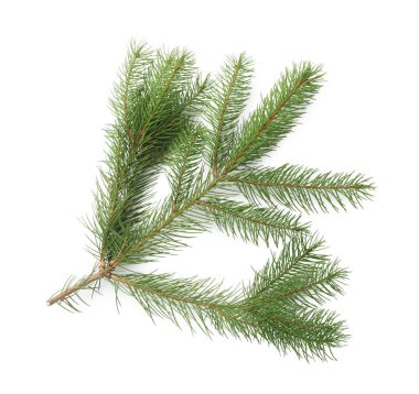 Beyaz arka planda yeşil Noel ağacı dalı, üst görünüm