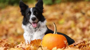 Sonbahar parkında şirin bir Border Collie köpeği ve balkabağı