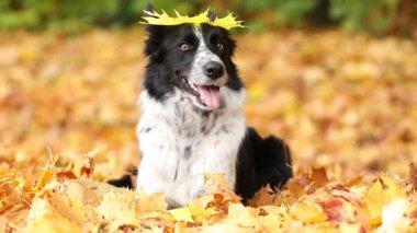 Sonbahar parkında yaprak dökülen şirin Border Collie köpeği.