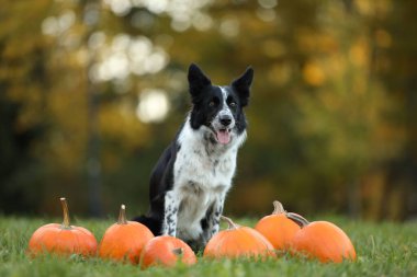 Sonbahar parkında şirin Border Collie köpekleri ve balkabakları