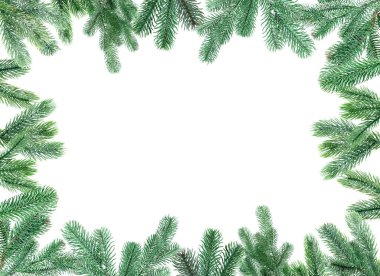 Noel ağacı dalları beyaza izole edilmiş